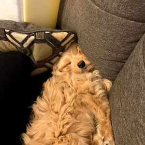 Meet your Posher, Alexis